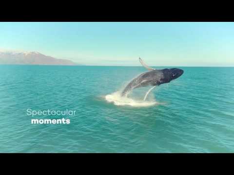 asg designs ltd video.