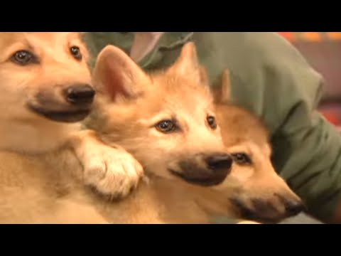 Zoboomafoo with the Kratt Brothers! WOLF CUBS | Full Episodes Compilation