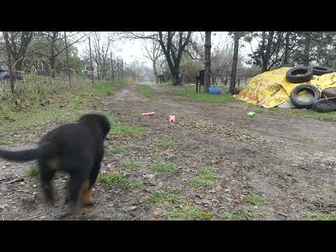Rottweiler puppy for sale