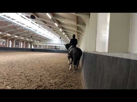 Marc Amat & Stallion El Capone ( Training with Diederick Van Silfhout )