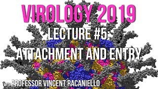 Virology Lectures 2019 #5: Attachment and Entry