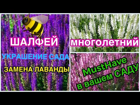 , title : '🐝ШАЛФЕЙ дубравный МНОГОЛЕТНИЙ 🍭МАСТХЭВ для САДА⭐️замена ЛАВАНДЫ👍'