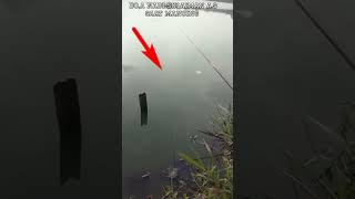Download lagu doa nabi Sulaiman saat mancing mp3 Download lagu doa nabi Sulaiman saat mancing mp3