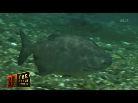 クーヴェ諸島鳥類保護区 - 定義