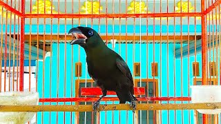 Download lagu Burung murai papua gacor mp3