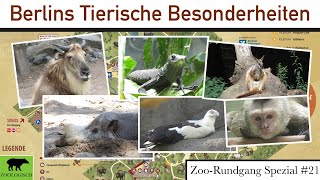 Tierische Besonderheiten der beiden Berliner Zoos | Zoo-Rundgang Spezial #21