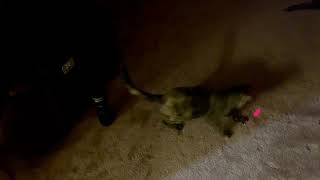 Tortoiseshell Cats Videos