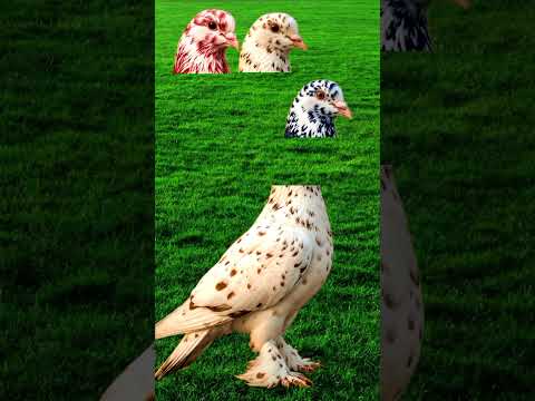 Sab Nabiyun Se Aala ﷺ 🌹❤️ | Soulful Islamic Kalam 💚 | Beautiful Voice 🌹🌹#emotional #birds