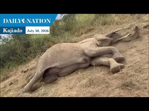 Heartbreaking: Final moments of elephant among 15 poisoned in Amboseli