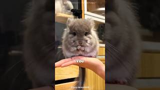 This Animal Cries When You Leave 😢 | Chinchilla #Shorts