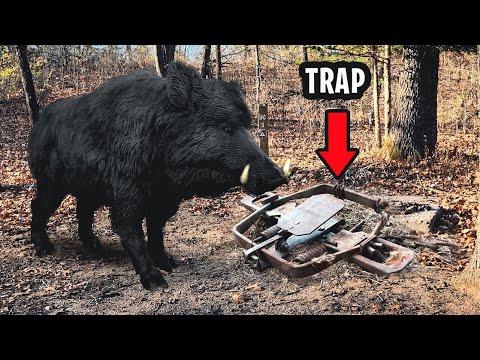 I Caught A Big Wild Boar In A Trap. Getting Him Out Was Crazy!