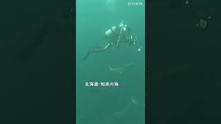 知床半島沖、定置網に潜水　北の海の豊富な魚たちに遭遇