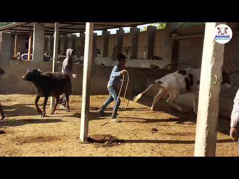 Cow and Horse Meeting Frist time Murraha Buffalo & Donkey Meeting Amazing Animal Meeting 2020