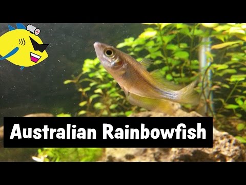Australian Rainbowfish: Beginner Aquarium Fish