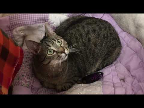 Juno, an adoptable Domestic Short Hair in Arlington Heights, IL_image-1