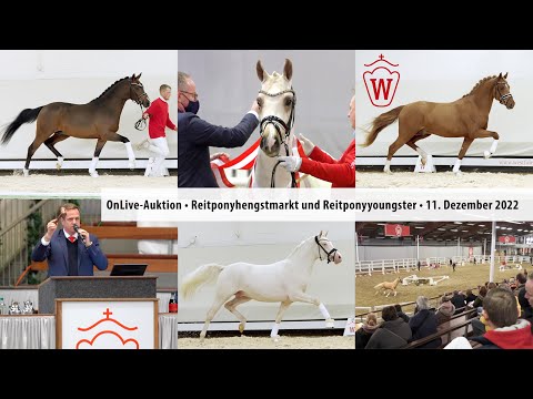 OnLive-Auktion Reitponyhengstmarkt und Reitponyyoungster 11. Dezember 2022 Trailer