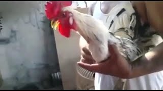 Giống gà Ayam Ketawa độc lạ với  tiếng gáy như tiếng cười | daga.live