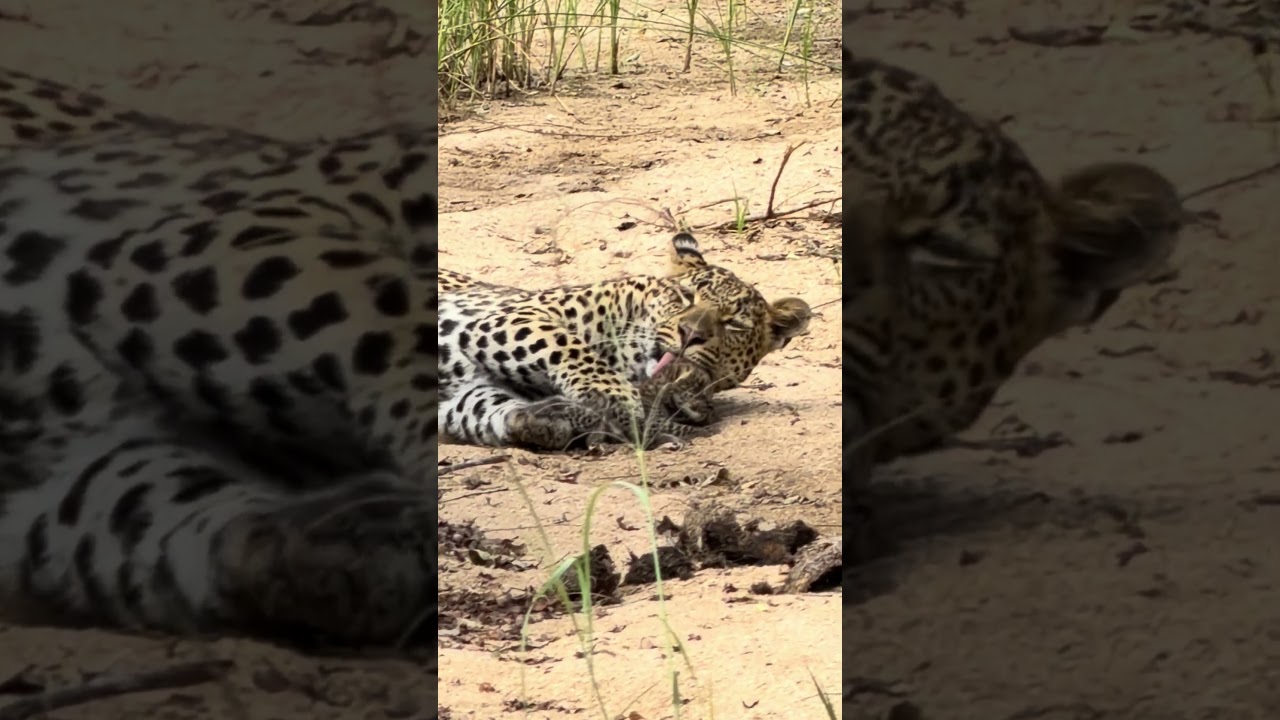 Rixaka & Her Newborn Cub | First Glimpse of a 2-Week-Old Leopard
