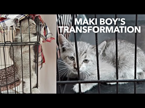 ✰KITTEN Almost DIED inside CAR ENGINE, Maki Boy Rescue Story ❤️