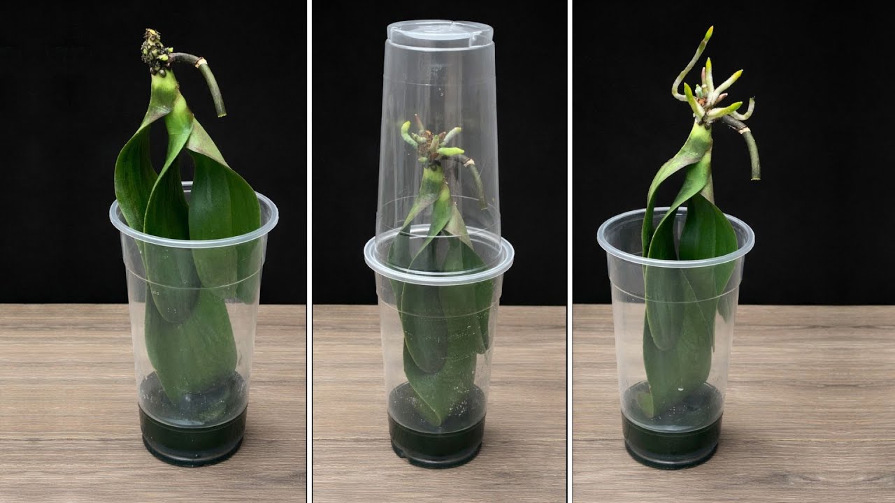 This Simple Trick Makes Orchids Take Root and Grow Leaves Fast!