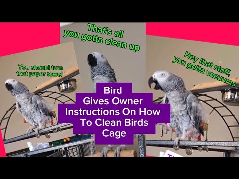 Bird Gives Owner Instructions On How To Clean Her Cage???? #animals #pets #birds #funny #cute #amazing