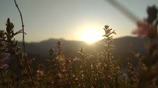 Download lagu Beautiful Sunrise   The Flowers   NO COPYRIGHT VIDEO   NATURE720P HD mp3