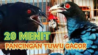 Download lagu Burung Tuwu Jantan Gacor || Cocok Untuk Pancingan Suara Tuwu Muda Hutan mp3