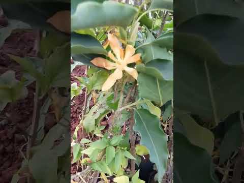 CHAMPAK FLOWER , MAGNOLIA #naturelovebyprashantgv