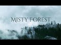 Misty Forest Ambience and Music | forest in drizzle with ambient fantasy music #ambientmusic