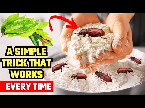 Fastest Way to Eliminate Flour Beetles Naturally | No Harsh Chemicals Needed 🐜