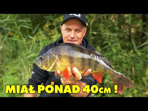 ROZMIARY GUM TANTA na KTÓRE ZŁOWISZ OKONIE !