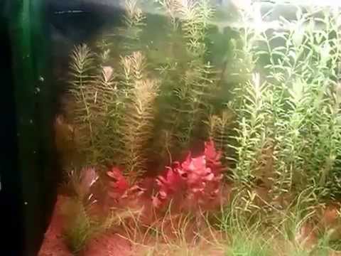 Allestimento acquario asiatico