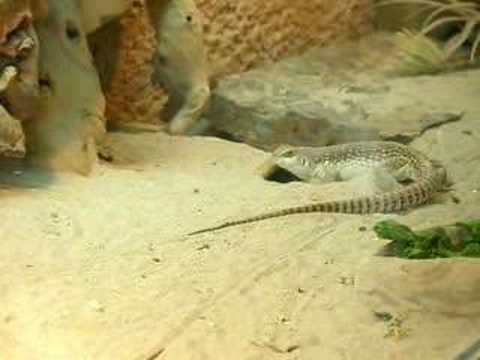 dipsosaurus dorsalis -  desert iguana