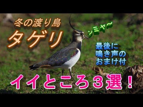 IUCN分類における絶滅の危険性を示す図。