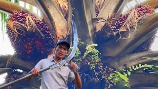 Download lagu GILA-GILAAN! Panen Sawit Buah Besar Pokok Tinggi Susah Pelepah Keras, Egrek Cap 111 Memang Beracun! mp3 Download lagu GILA-GILAAN! Panen Sawit Buah Besar Pokok Tinggi Susah Pelepah Keras, Egrek Cap 111 Memang Beracun! mp3