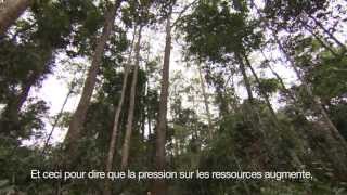 Les forêts pour la sécurité alimentaire et la nutrition 
