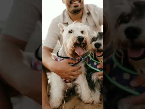 What to feed your miniature schnauzer puppy Top 5 best dog food 🐾 #shorts