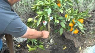 Citrus Satsuma Orange Bush Growing Issues