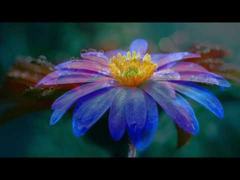 Richard Noll ~ Open Heart Video | Heartfelt Music for Relaxation