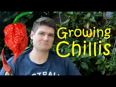 Chilli Ep1: Growing chillies from seeds