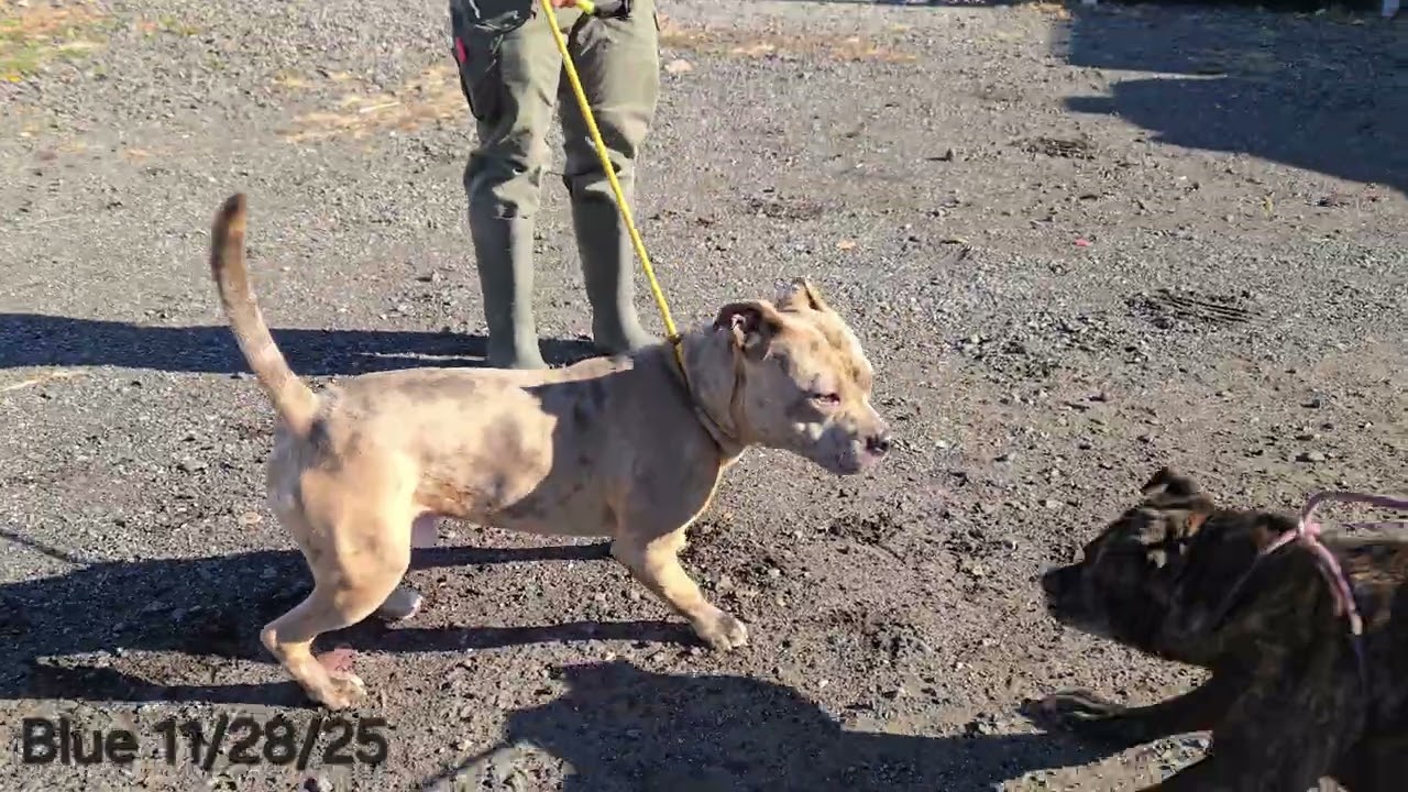 Enlarge Blue 17, a ADOPTABLE Pit Bull Terrier in Trenton, NJ video 4/4