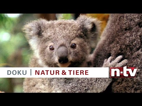 E Geschlecht mit Sternen Frau mit Tila tekila