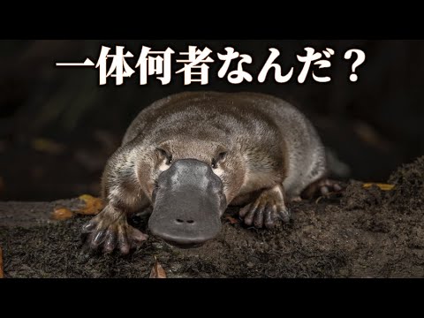 ザルモキシダエについて詳しく解説