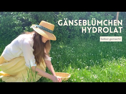 Gänseblümchen-Hydrolat ohne Destille selbst herstellen | DIY Pflanzenwasser für Naturkosmetik