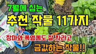 7월에 심지 않으면 후회할작물 11가지 장마에 심어도 잘 자라고 금값하는 작물 #7월에심는작물
