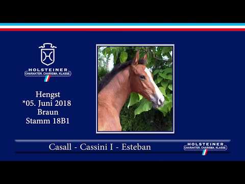 1. Holsteiner ONLINE-Fohlenauktion | Nr. 3 v. Casall - Cassini I