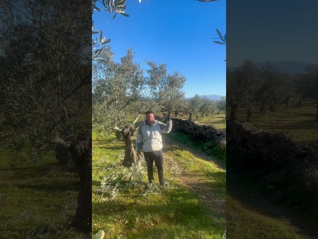 Vídeo relacionado con Olea Europea Olivo Lechín Resistente Heladas y Sequías 100cm Planta Exterior