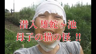 潜入！雄蛇ヶ池　母子の猫の怪