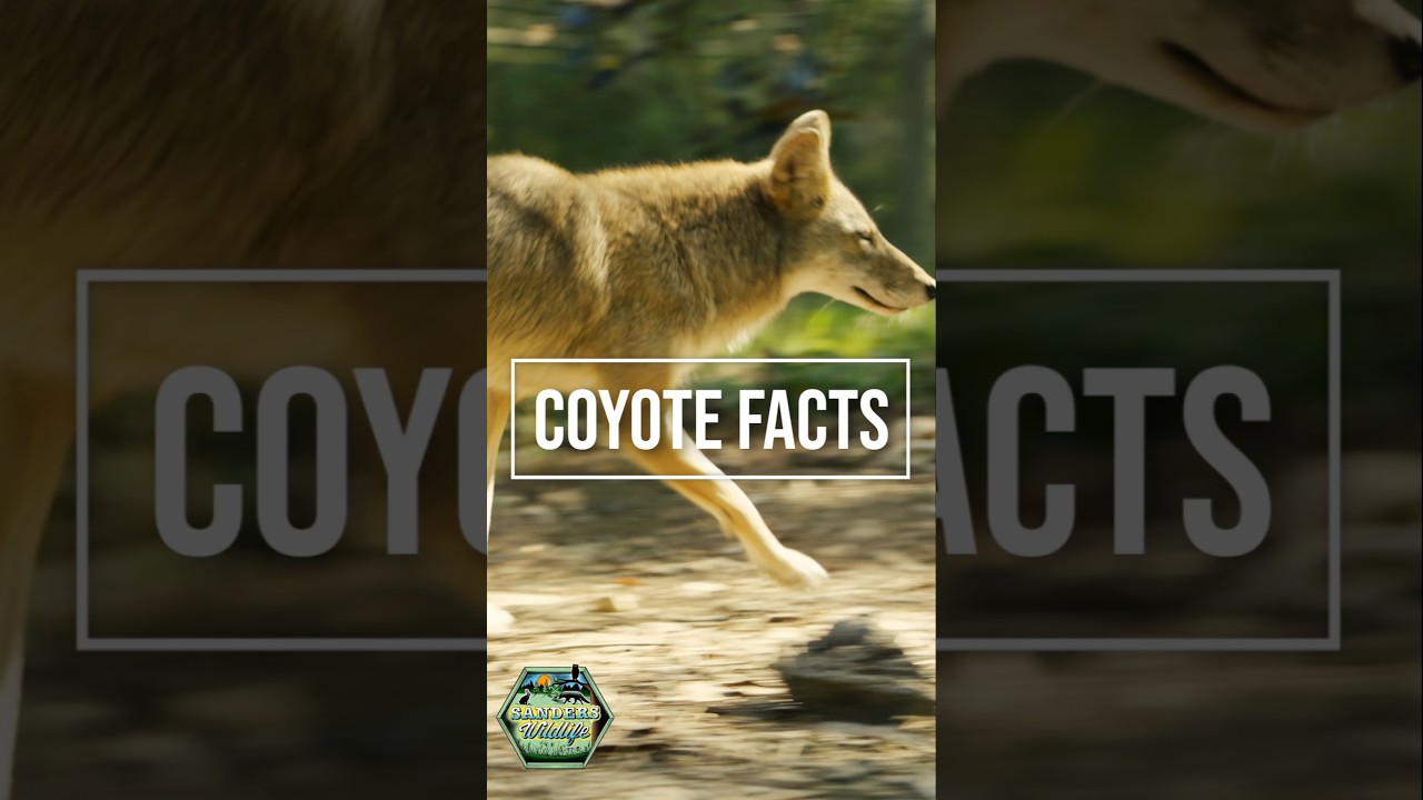 Top 7 Amazing Coyote Facts!