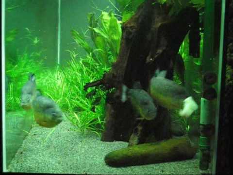 2010 03 14 Pirayas HarleyK.wmv